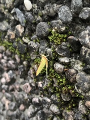Potamanthus formosus
