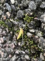 Potamanthus formosus