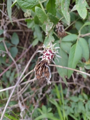 Mutisia coccinea coccinea