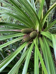 Freycinetia banksii