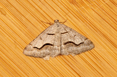 Digrammia rippertaria