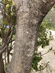Pisonia subcordata