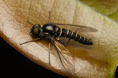 Docidomyia