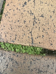Hydrocotyle heteromeria