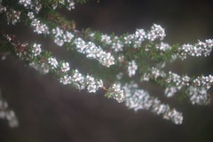 Taxandria parviceps
