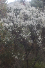 Taxandria parviceps