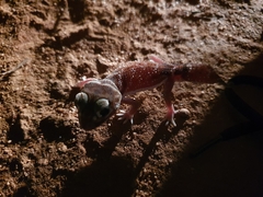 Nephrurus levis levis