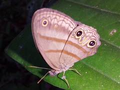Cissia terrestris