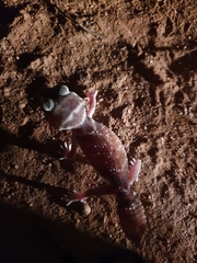 Nephrurus levis levis