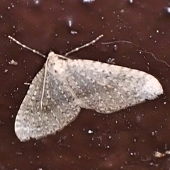 Colostygia multistrigaria