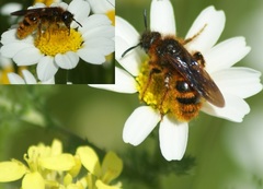 Dasyscolia ciliata