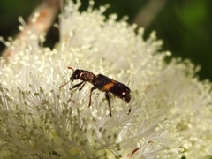 Eleale pulchra