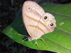 Cissia terrestris