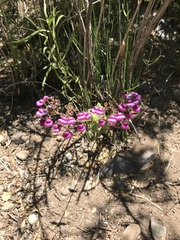 Calceolaria purpurea