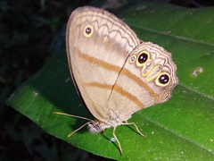 Cissia terrestris
