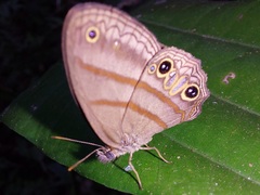 Cissia terrestris