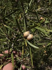 Colliguaja integerrima