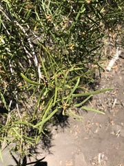 Colliguaja integerrima