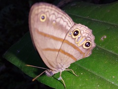 Cissia terrestris
