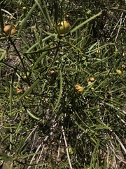 Colliguaja integerrima