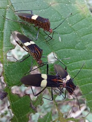 Hypselonotus subterpunctatus