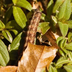 Condicinae