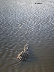 Crocodylus acutus