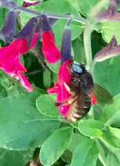 Xylocopa tabaniformis parkinsoniae