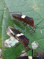 Hypselonotus subterpunctatus