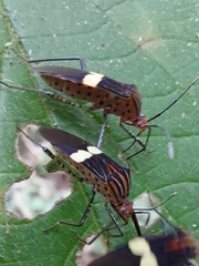 Hypselonotus subterpunctatus
