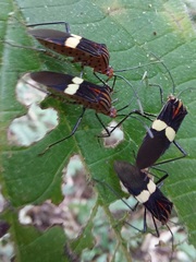 Hypselonotus subterpunctatus