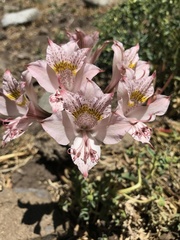 Alstroemeria pallida