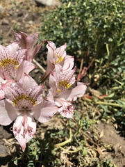 Alstroemeria pallida