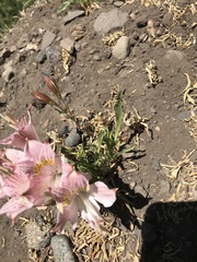 Alstroemeria pallida