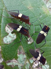 Hypselonotus subterpunctatus