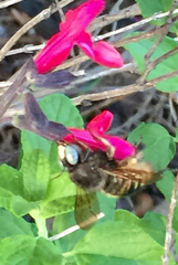 Xylocopa tabaniformis parkinsoniae