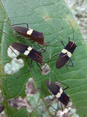 Hypselonotus subterpunctatus