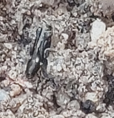 Neotridactylus