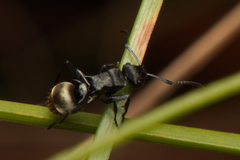 Polyrhachis mjobergi