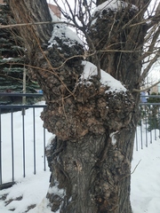 Agrobacterium radiobacter