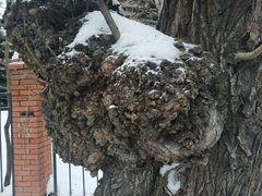 Agrobacterium radiobacter