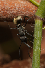 Polyrhachis mjobergi