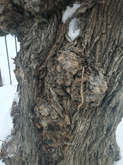 Agrobacterium radiobacter