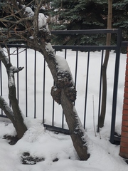 Agrobacterium radiobacter