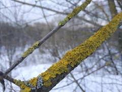 Xanthoria parietina