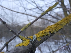 Xanthoria parietina