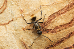 Polyrhachis ammon