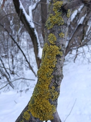 Xanthoria parietina