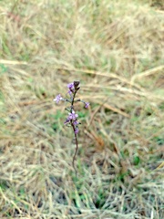 Buchnera floridana image