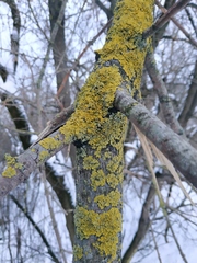 Xanthoria parietina